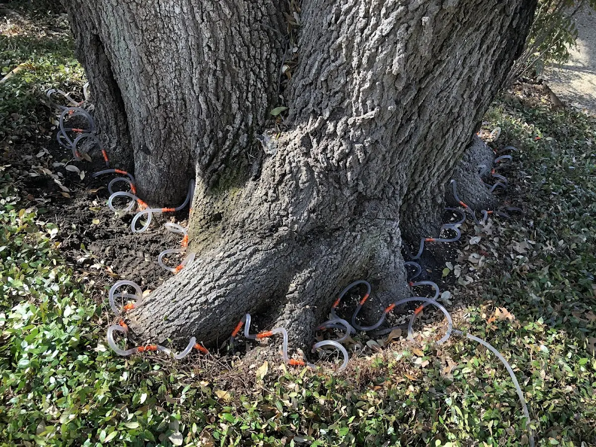 Detailed Tree Cabling and Bracing job site in Eagar